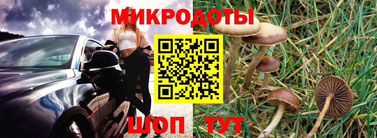 Галлюциногенные грибы Psilocybine cubensis Белорецк